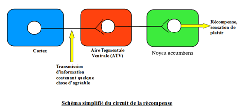 Lien avec le cerveau